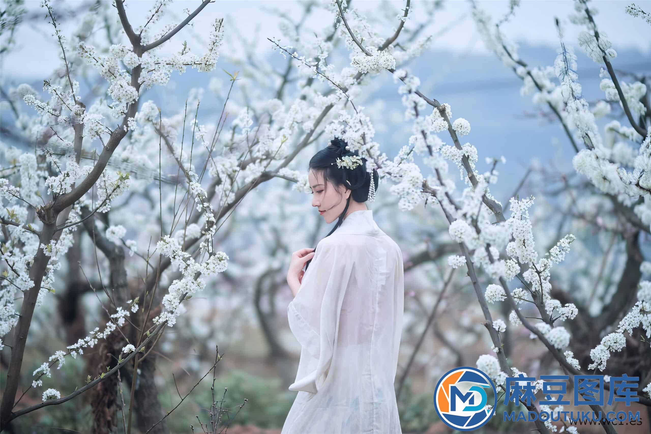年年《三月榕》 - 第 4 张