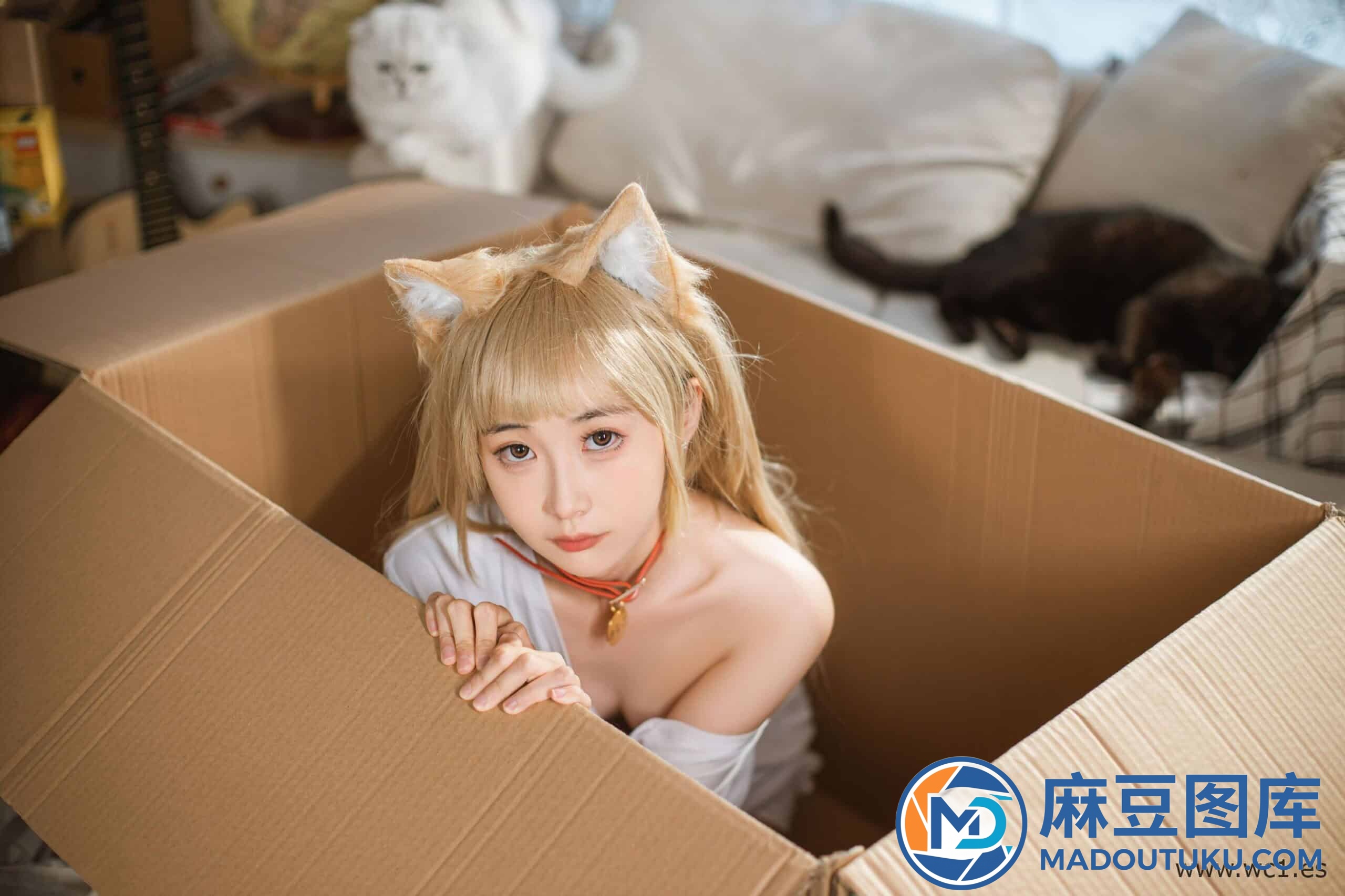 金鱼kinngyo《猫Cat》 - 第 2 张