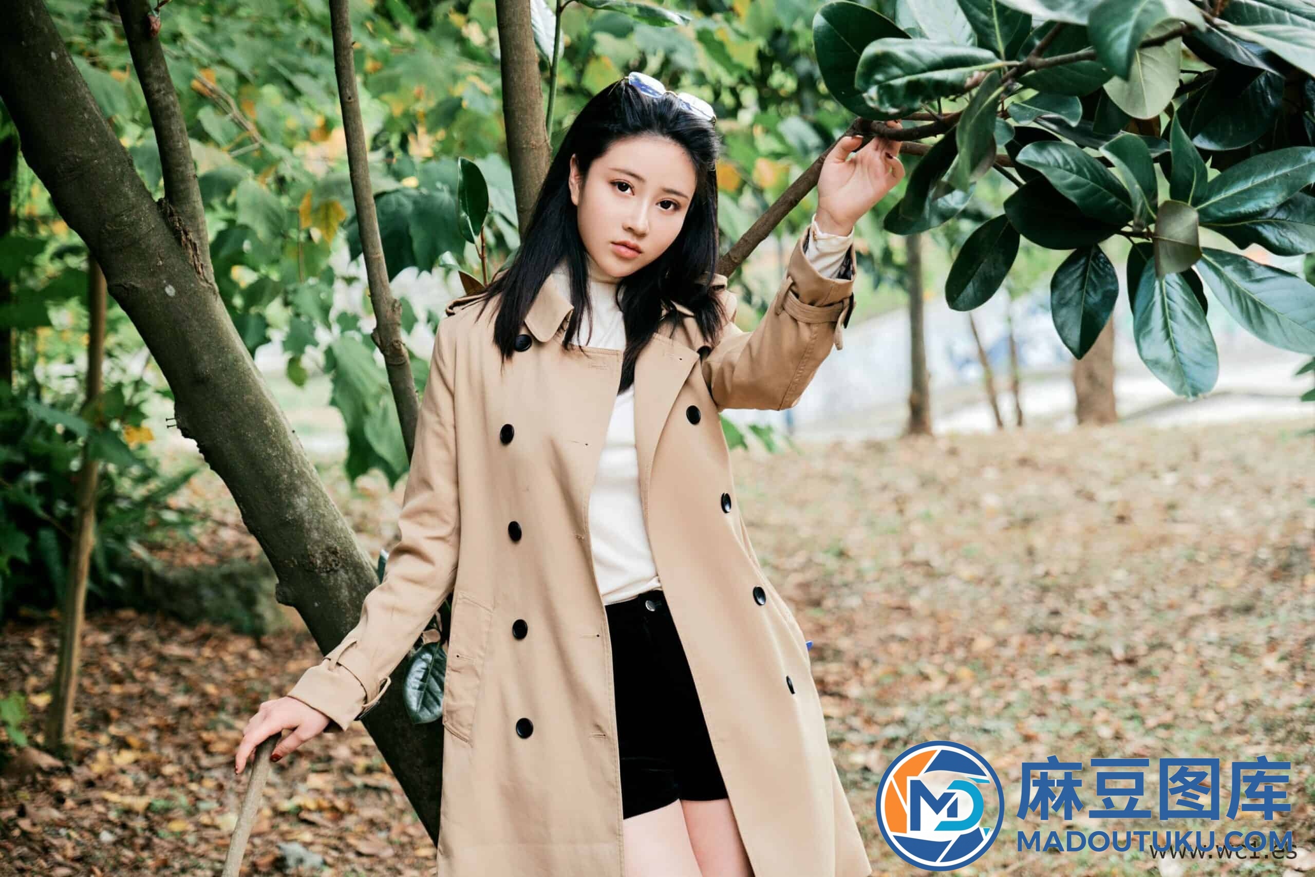 年年《枫洄》 - 第 2 张