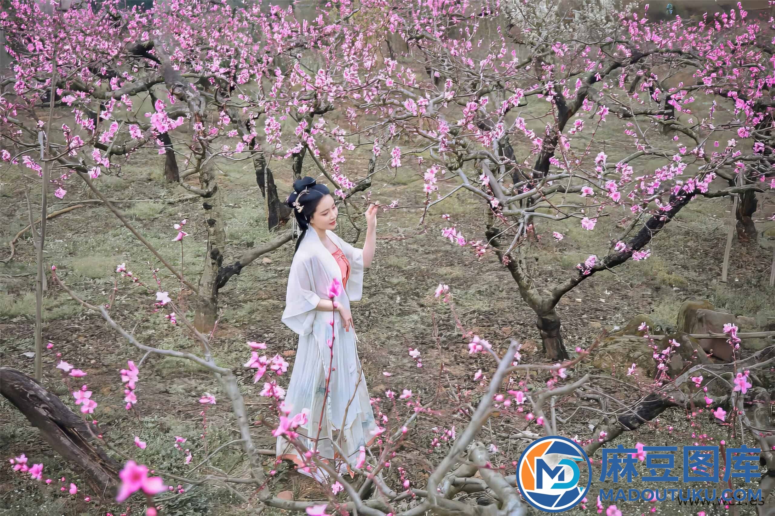 年年《三月榕》 - 第 2 张
