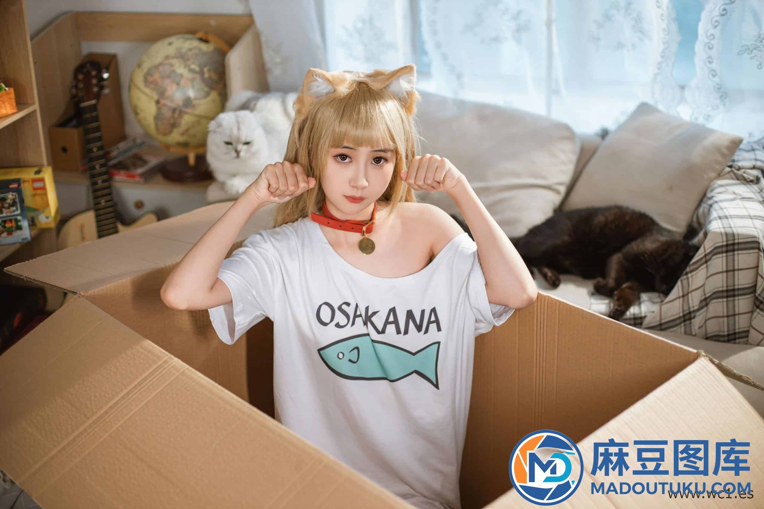 金鱼kinngyo《猫Cat》 - 第 1 张
