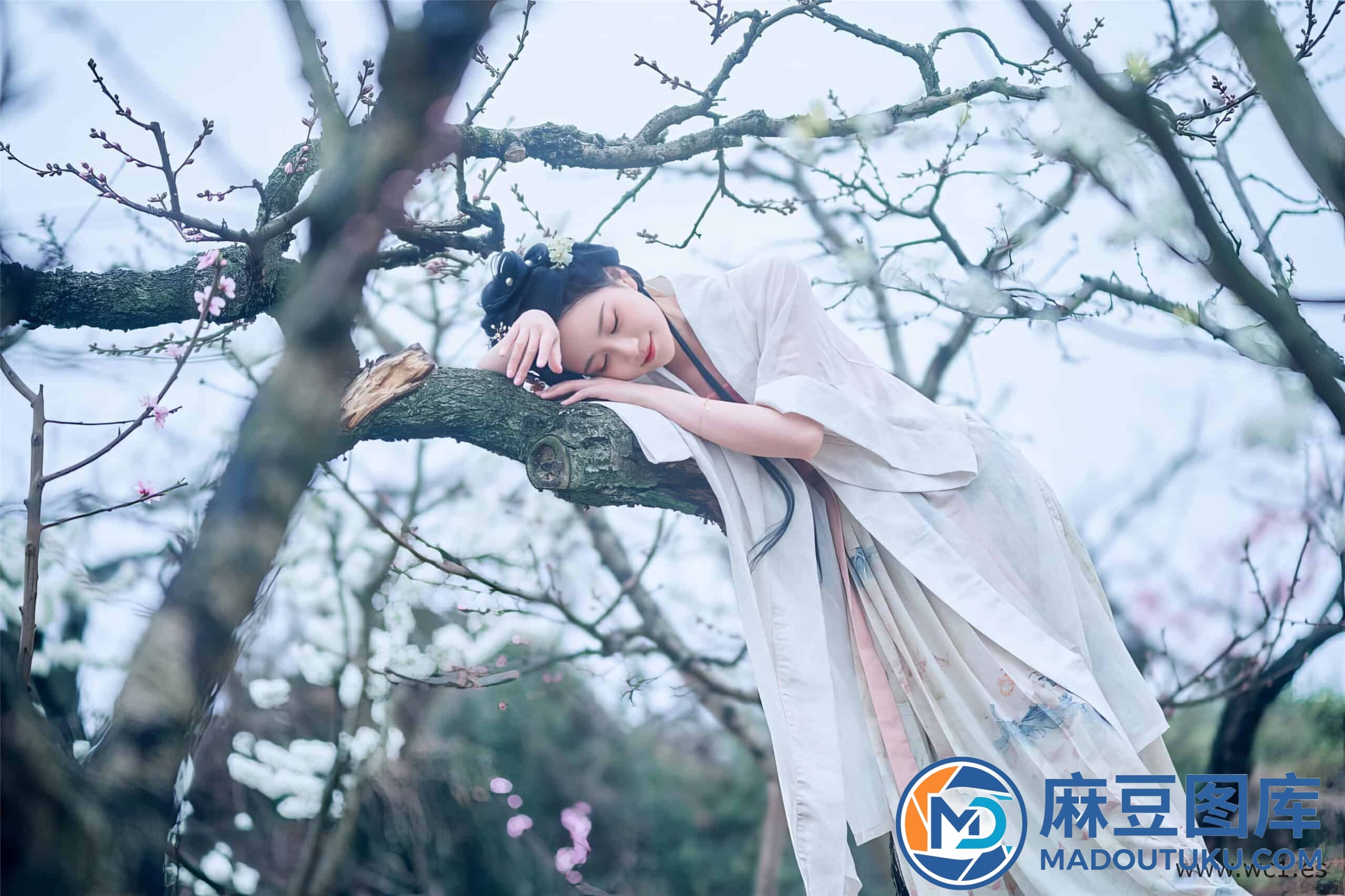 年年《三月榕》 - 第 3 张